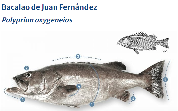 Filete de Bacalao de Juan Fernández