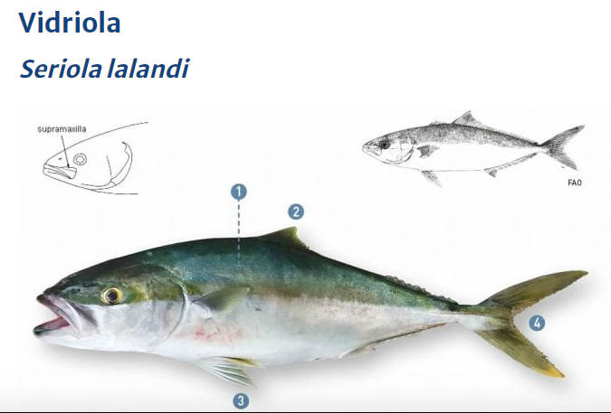 Vidriola