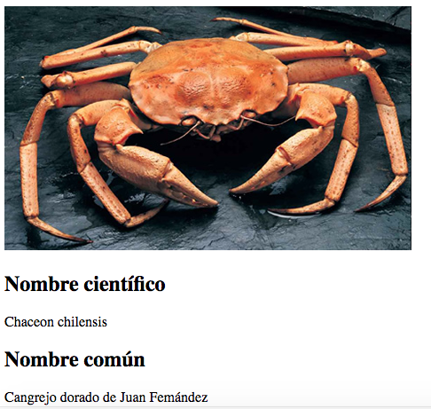 Cangrejo Dorado de Juan Fernández